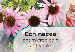 Echinacea: antimicrobico e antivirale naturale